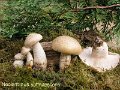 Neolentinus lepideus-amf1145-2